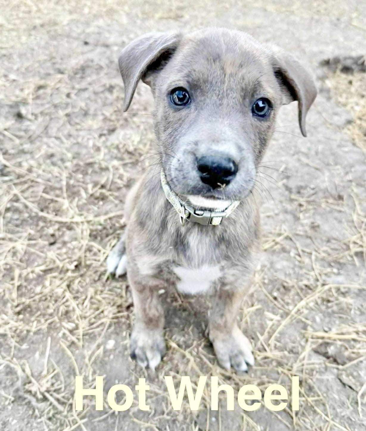 Adopt Hot Wheels Today Find Paw Pal