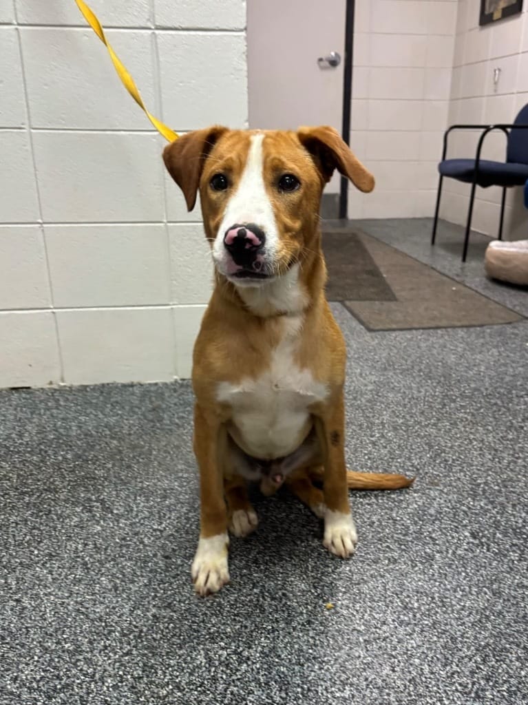 Adopt Babe Today Find Paw Pal