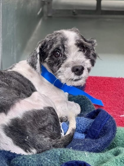 Adopt Ricky Bobby Aka Hot Wheels Today Find Paw Pal