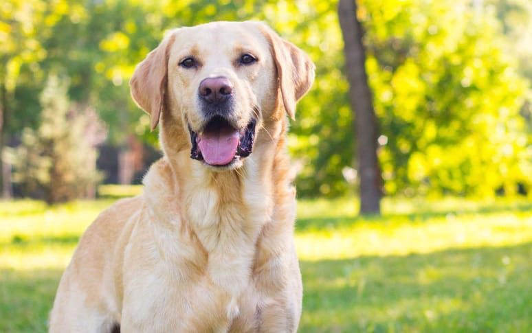 1. Labrador Retriever