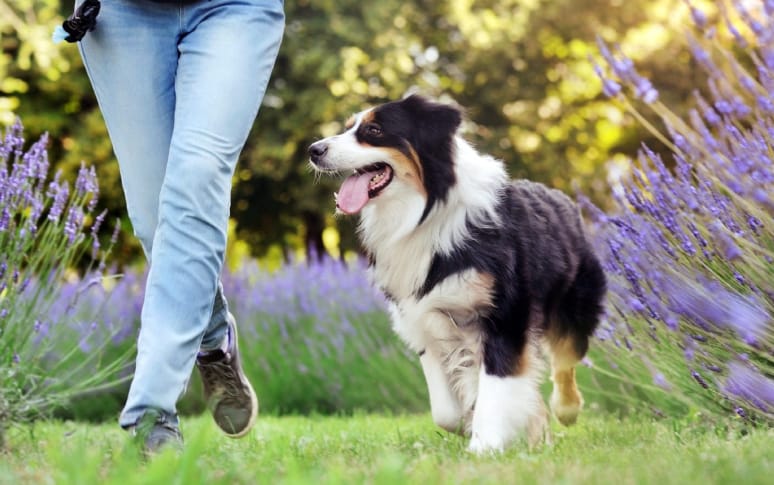 10. Australian Shepherd