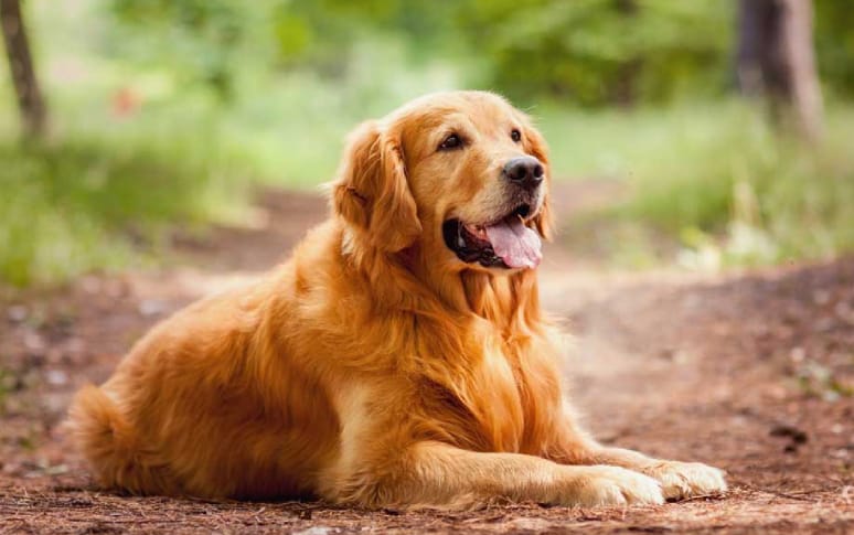 2. Golden Retriever