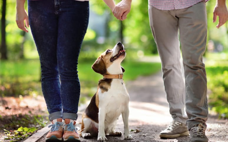 3. Beagle