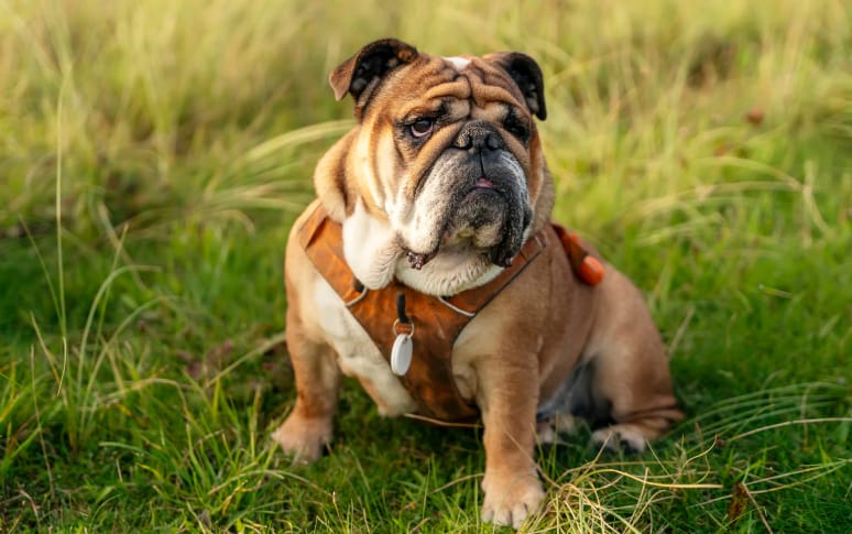 4. Bulldog