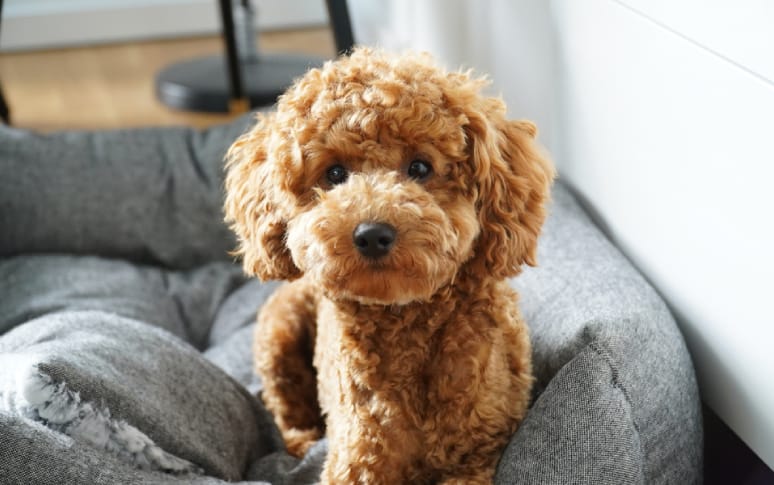 5. Poodle