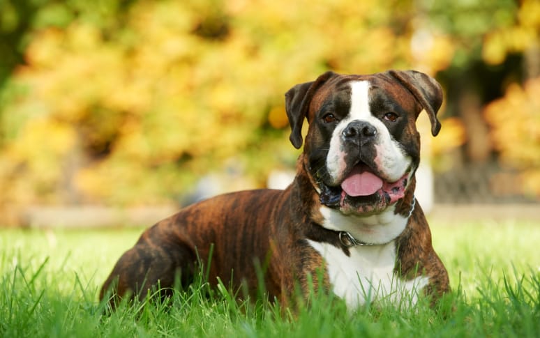6. Boxer