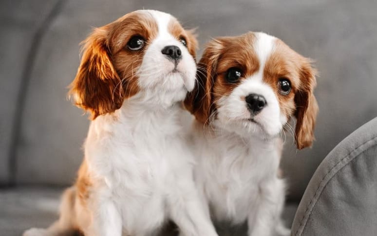 7. Cavalier King Charles Spaniel