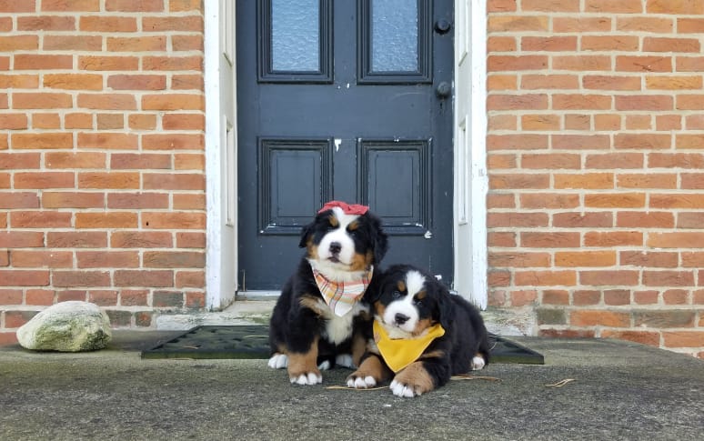 8. Bernese Mountain Dog