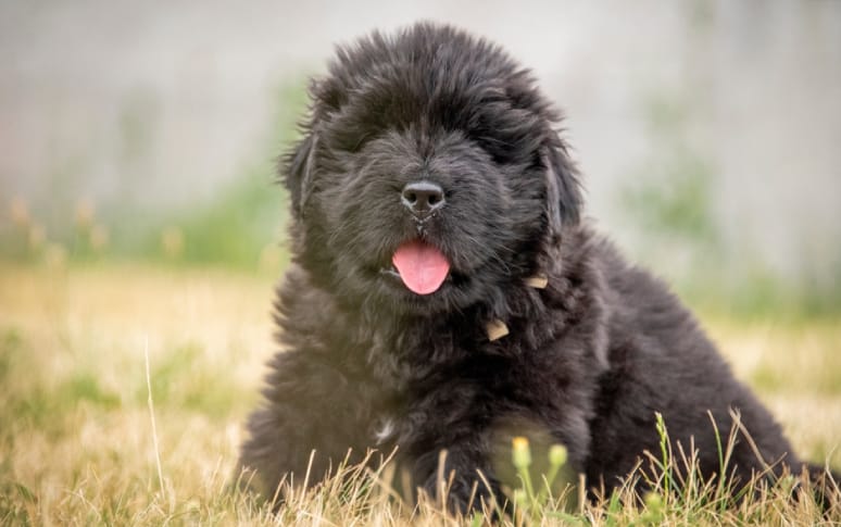 9. Newfoundland