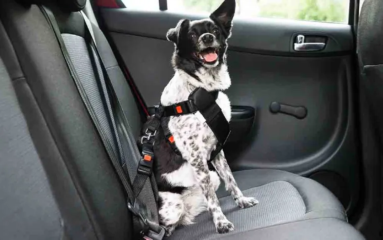 4. Comfortable Transport