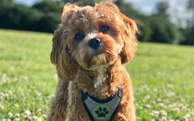 2. Cavapoo (Cavalier King Charles Spaniel x Poodle)