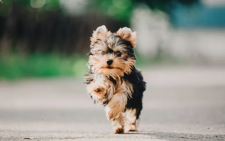 7. Yorkiepoo (Yorkshire Terrier x Poodle Mix)