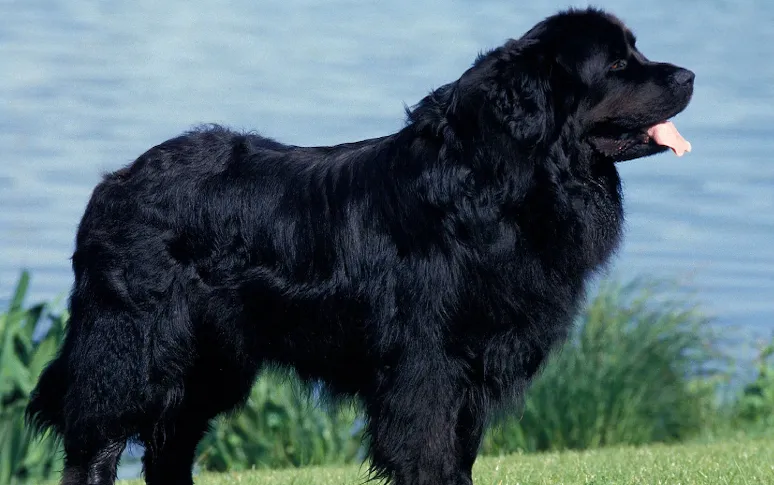 10. Newfoundland