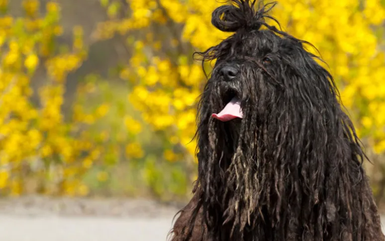 15. Bergamasco