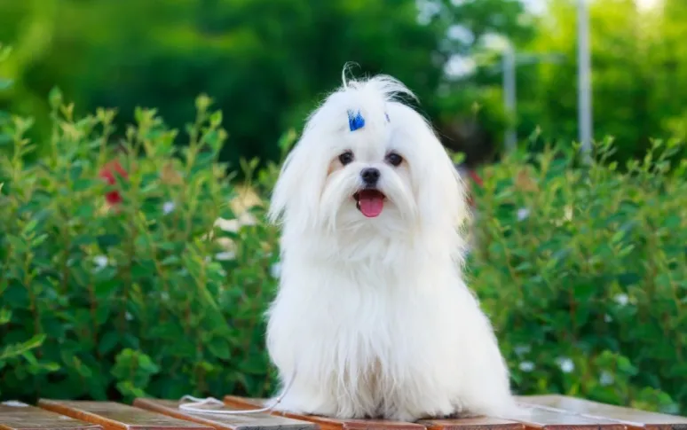 16. Maltese