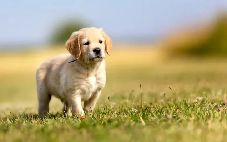 2. Certain Dogs Show Higher Predisposition To Cancer