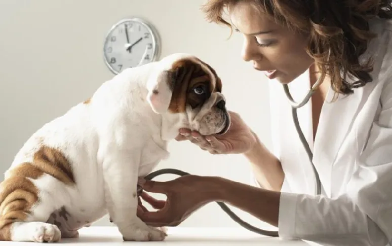3. Dogs Suffer From Various Common Types Of Cancer