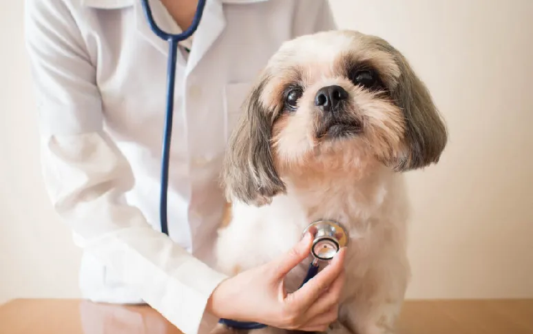 4. Cancer In Dogs Exhibits Various Signs