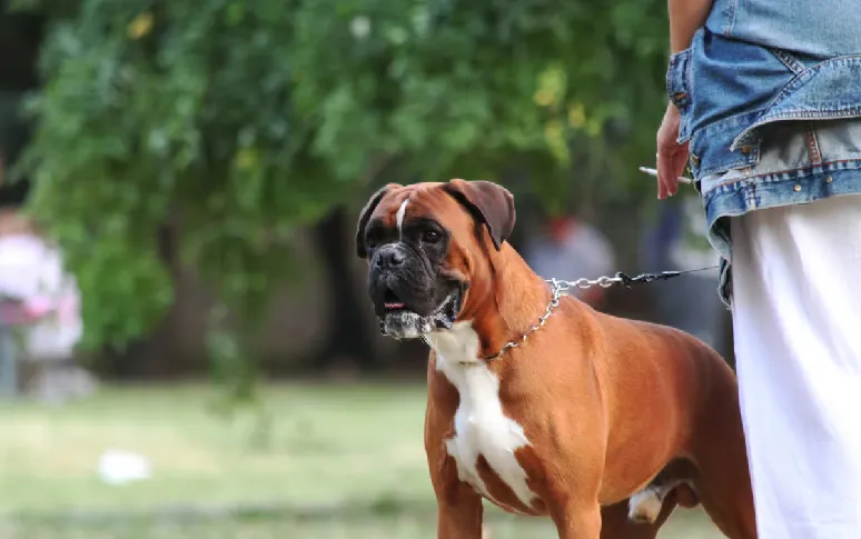 5. Canine Cancer Have Various Causes And Risk Factors