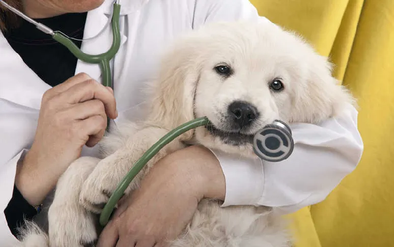 6. Canine Cancer Offers Various Treatment Options