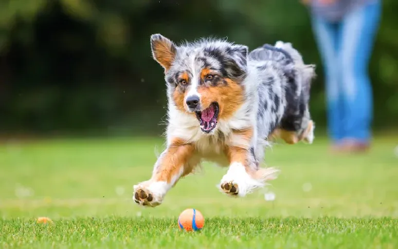 8. Preventing Cancer In Dogs Is Possible To Some Extent