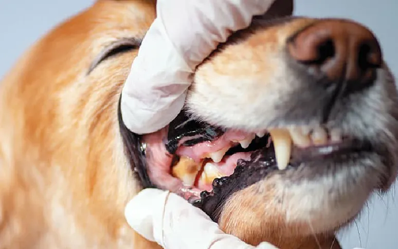 2. Dental Disease