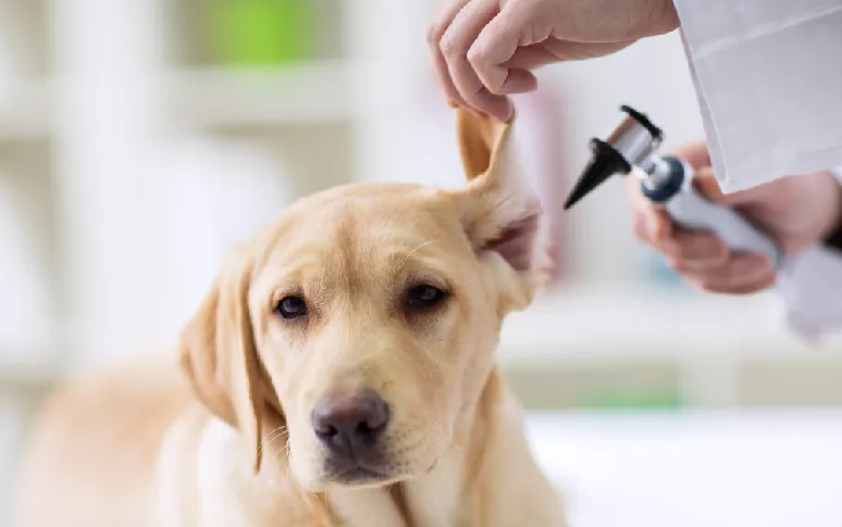 6. Vision And Hearing Loss