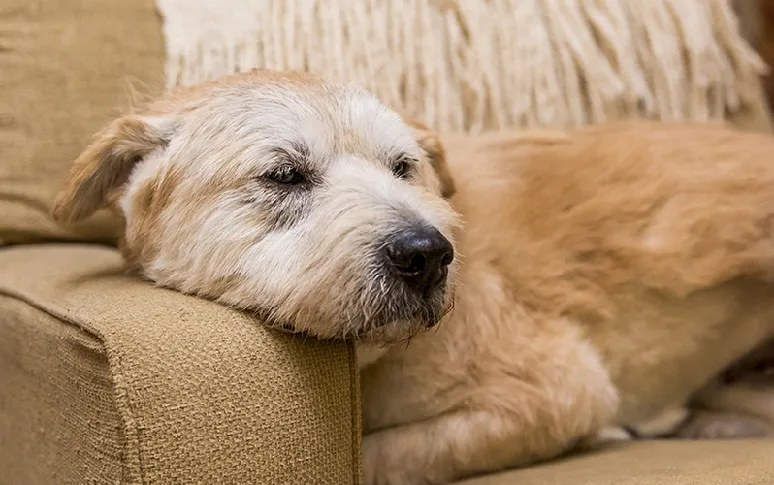 7. Cognitive Dysfunction Syndrome