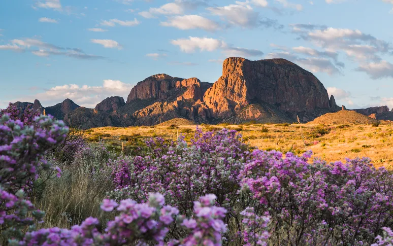 7. Texas