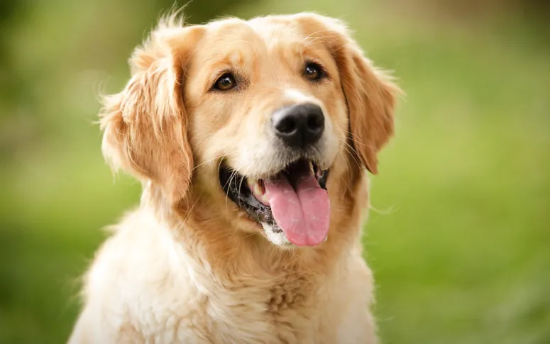 1. Golden Retriever