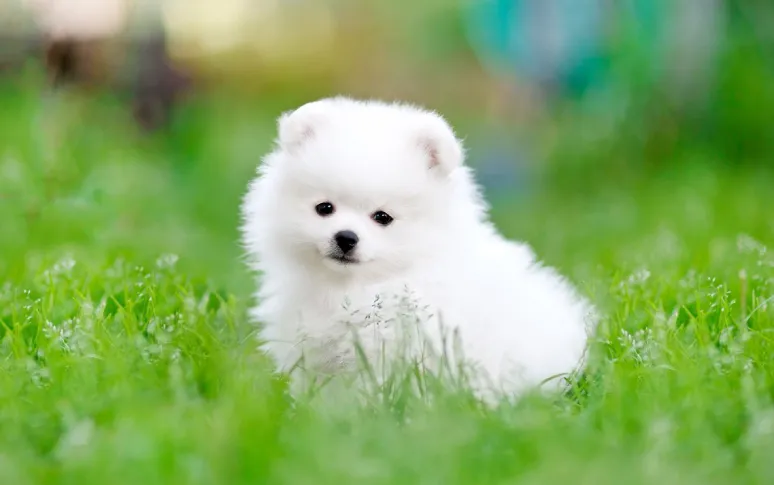 5. Pomeranian