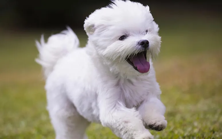 2. Maltese