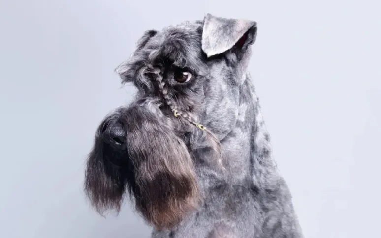 9. Kerry Blue Terrier