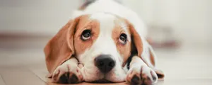 10-common-human-behaviors-that-dogs-cant-stand