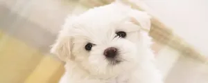 10-most-popular-dog-breeds-in-2024