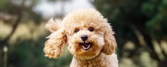10 Top Popular Poodle Mixes Breeds Of 2026