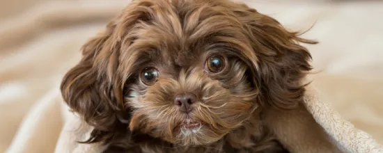15 Dog Breeds That Won't Turn Your Home Into A Hair Salon