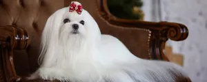 16-most-popular-long-haired-dog-breeds-of-2024