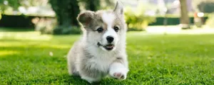 are-you-teaching-your-puppy-bad-habits