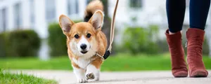 dog-walking-101-here-is-what-you-should-know
