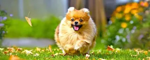 Is Puppy's Visual World Different From Yours?