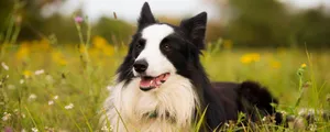 top-15-smartest-dog-breeds-for-everyone