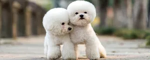top-hypoallergenic-dog-breeds-for-people-with-allergies