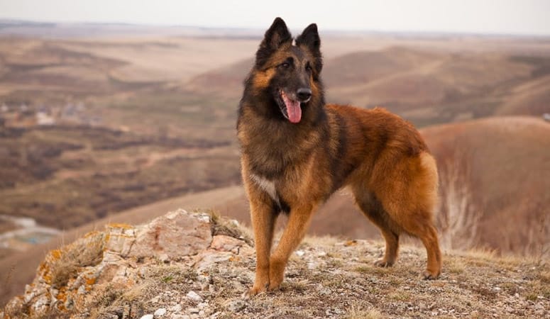 Belgian Tervuren