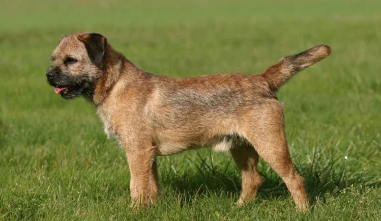 Border Terrier