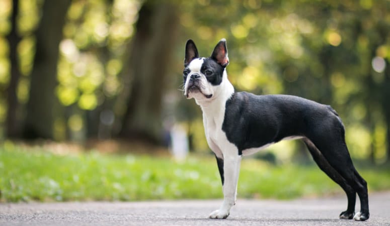 Boston Terrier
