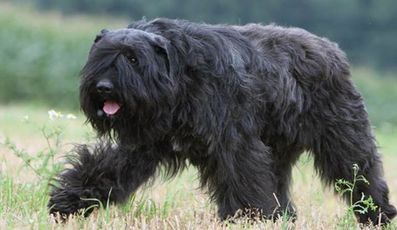 Bouvier des Flandres