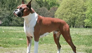 Boxer