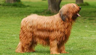 Briard