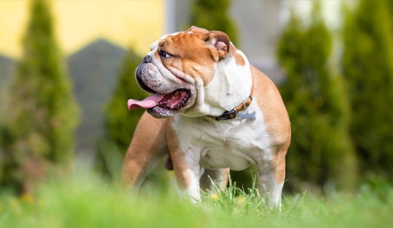 Bulldog Profile - Pets TheCountyOffice